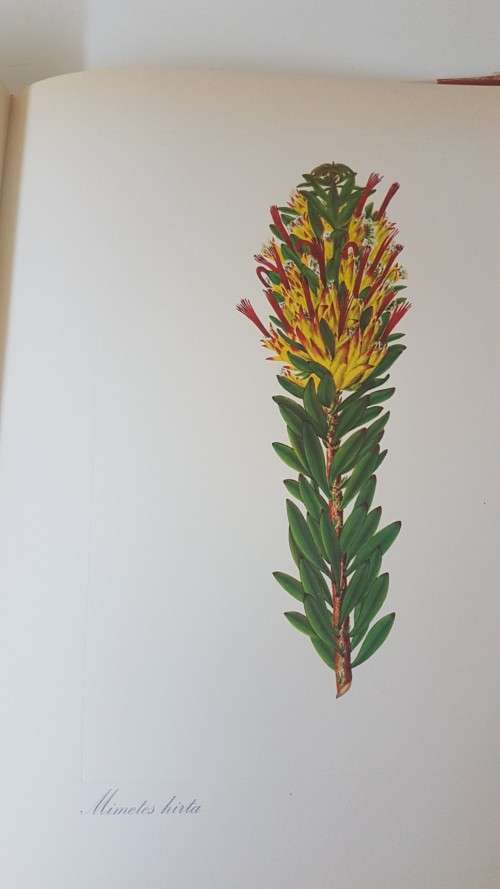 Arabella Roupell. Pioneer Artist of Cape Flowers. Number 89 of limited edition of 625 copies.
