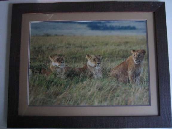 REDUCED HUGE photograph of lions. Postage of photo only R30. FRAMED, PICK UP ONLY PLEASE.