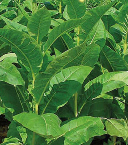 Rare Organic Seeds Smoking Tobacco Makhorka (Nicotiana Rustica) x50 Seeds