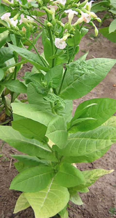 Rare Organic Seeds Smoking Tobacco `Oriental` Vostochniy. 50 Seeds