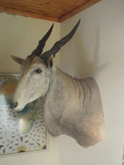 ELAND MOUNT/TROPHY