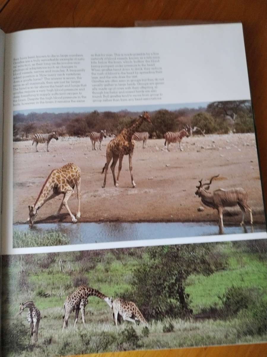 South African Animals in the wild