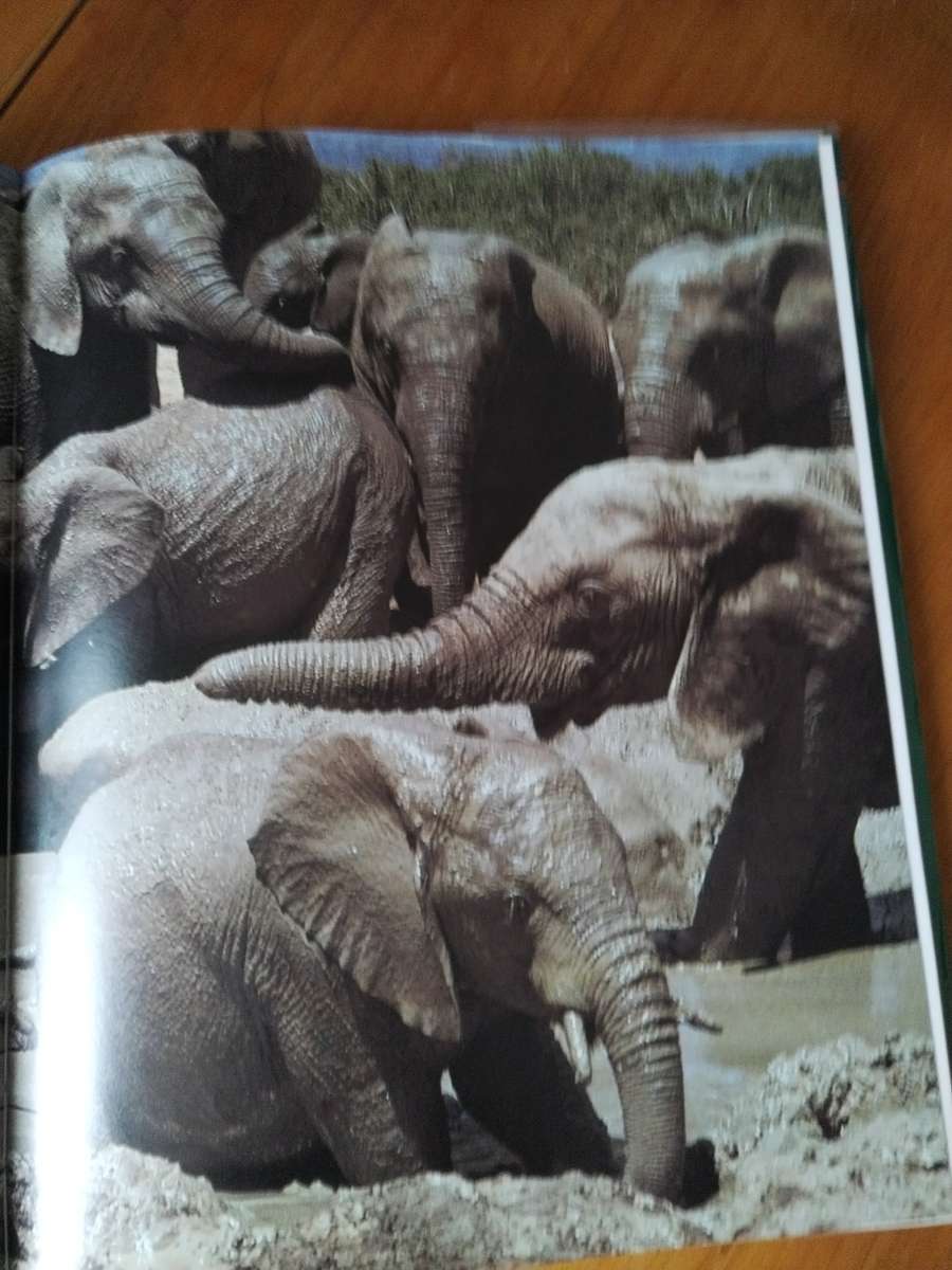 South African Animals in the wild