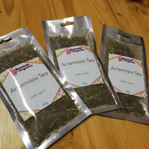 African Wormwood Tea (dried herb) artemisia_umhlonyane_lengana