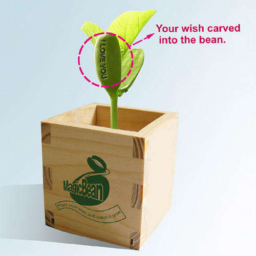 Brand NEW Magic Bean - No Reserve Auction - Excellent Gift!