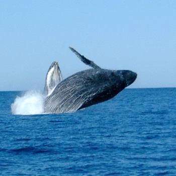 Crazzzzy  Auction - Shelly Beach Accommodation 3 nights out of season accommodation from R1