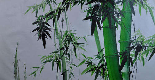 Rolled Large Canvas Print Oil Painting 120cmx60cm Green Bamboo Home Deco LH50