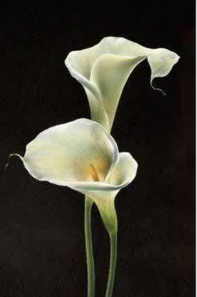 Stretched&Framed Oil Painting 8"x12" Still Life White Lilies BYLP-05