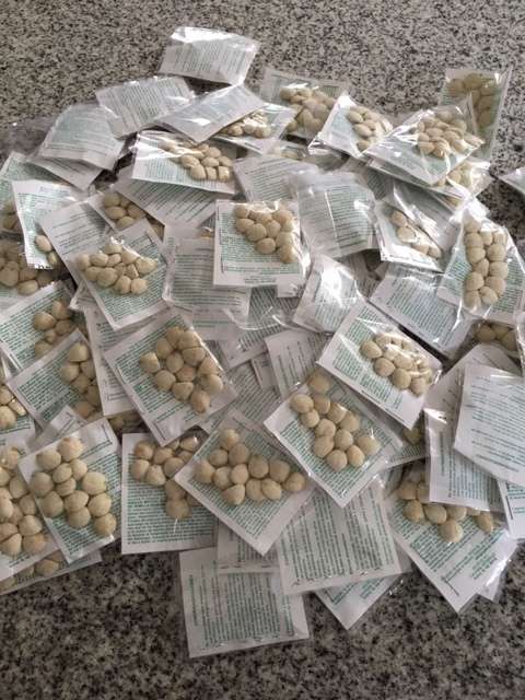 Nuez De La India 100% natural 5 packs of 12 (60 nuts)