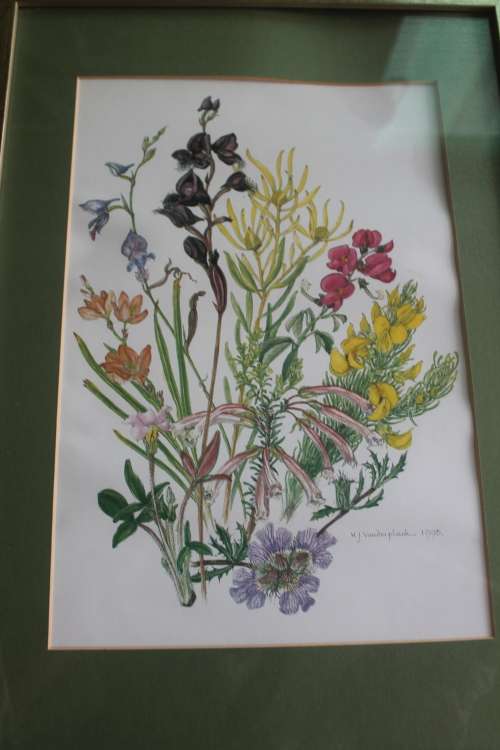 Wild Flower Prints by Helen Vanderplank
