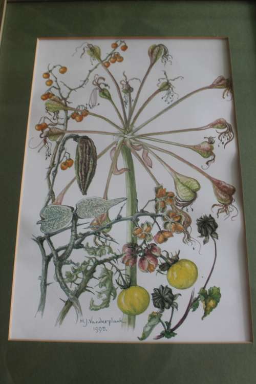 Wild Flower Prints by Helen Vanderplank