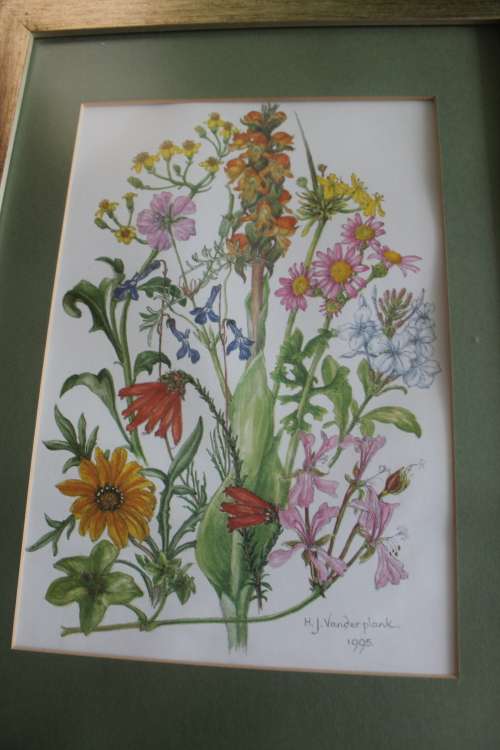 Wild Flower Prints by Helen Vanderplank