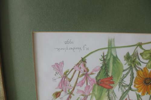 Wild Flower Prints by Helen Vanderplank