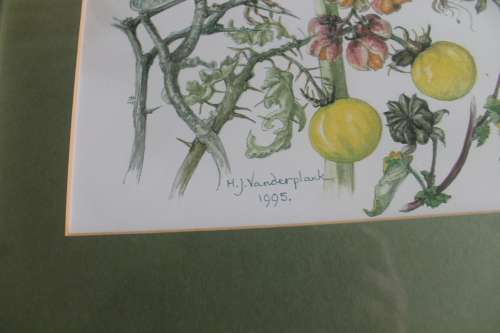 Wild Flower Prints by Helen Vanderplank