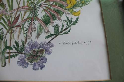 Wild Flower Prints by Helen Vanderplank