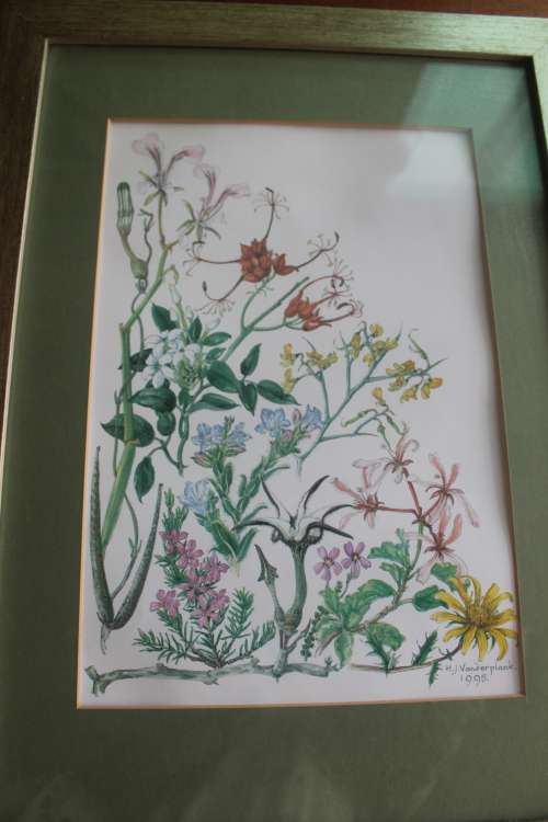 Wild Flower Prints by Helen Vanderplank