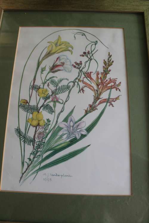 Wild Flower Prints by Helen Vanderplank