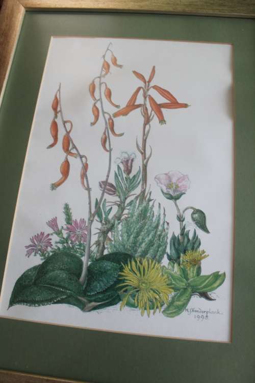 Wild Flower Prints by Helen Vanderplank