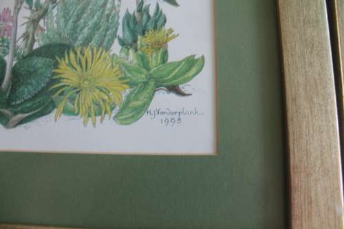 Wild Flower Prints by Helen Vanderplank