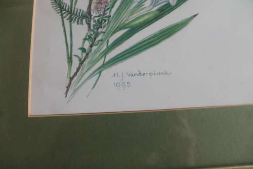 Wild Flower Prints by Helen Vanderplank