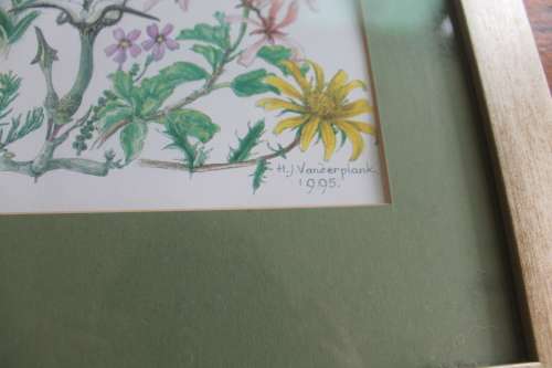 Wild Flower Prints by Helen Vanderplank