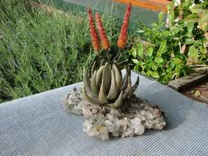 Aloe Plant  Set in Stone
