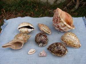 Sea Shells