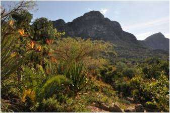 Kirstenbosch Botanical Gardens - Cape Town