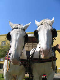 Cape Town Carriage Company - Castle of Good Hope