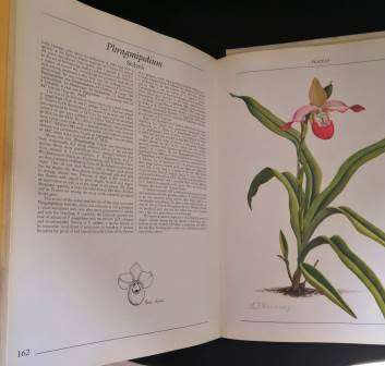 The Slipper Orchids - Esme F Hennessey & Tessa A Hedge