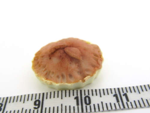 Miniature Dollhouse 1/12" scale - resin and polymer clay hand made pie in piedish
