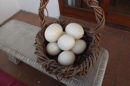 Large Round Basket made from Grapevine (eggs not included)-approx. size-height 55cm-30cm diameter