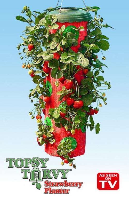 Topsy Turvy - THE EASIEST WAY TO GROW Strawberries