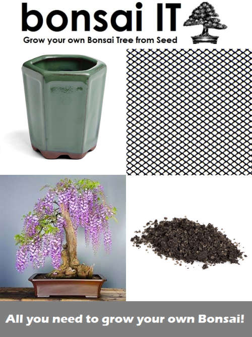 Wisteria Three - Bonsai Kit