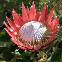 SA Protea Seed Collection -  8 Protea Varieties
