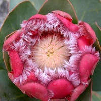 SA Protea Seed Collection -  8 Protea Varieties