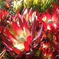 SA Protea Seed Collection -  8 Protea Varieties