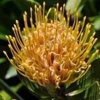 SA Protea Seed Collection -  8 Protea Varieties