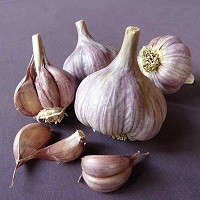 Garlic Collection - 10 Exotic Varieties