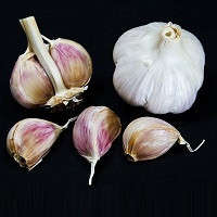 Garlic Collection - 10 Exotic Varieties