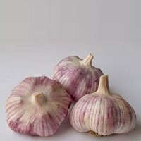 Garlic Collection - 10 Exotic Varieties