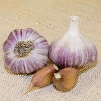 Garlic Collection - 10 Exotic Varieties
