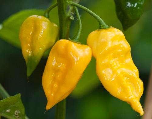 Lemon Habanero - Capsicum Chinense - 5 Seeds - Unique and Very Hot