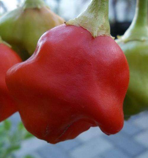 Bishops Crown - Chilli Pepper - Stunning Shape - RARE, Hot & Tasty - 10 Seed Pack