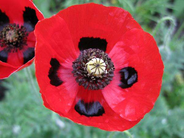Ladybird Poppy - Papaver Paeoniflorum - Annual - 20 Seeds - Beautiful & Unique