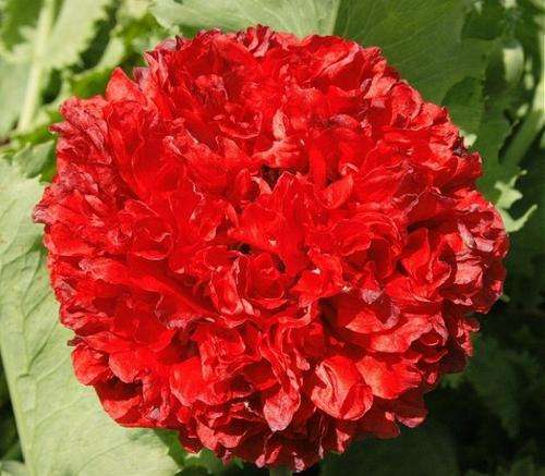 Scarlett Peony Poppy - Papaver Paeoniflorum - Annual - 10 Seeds - Beautiful & Unique