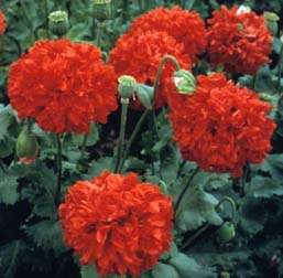 Scarlett Peony Poppy - Papaver Paeoniflorum - Annual - 30 Seeds - 14 Rand Bulk Pack
