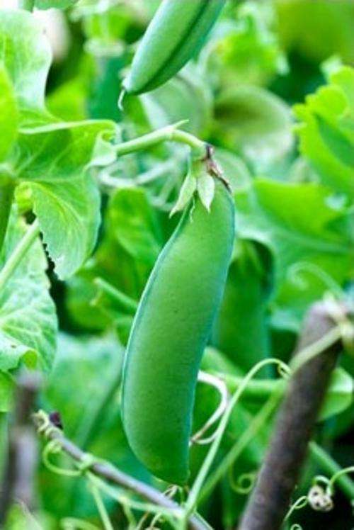 Peas - Feltham First - Pisum Sativum - Good Cropper & Hardy - 10 Seeds - Vegetable