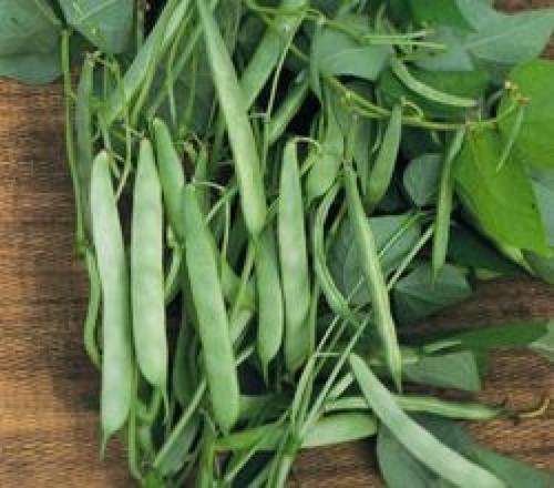 French Dwarf Masterpiece Beans - Phaseolus Vulgaris - 10 Seeds - Vegetable - Early Maturing
