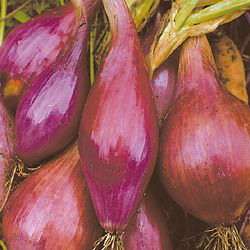 Long Red Florence Onion - Allium Cepa - 25 Seeds - Heirloom Vegetable - Unique with Excellent Taste